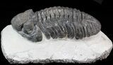 Prone Drotops Trilobite - Issoumour, Morocco #41482-2